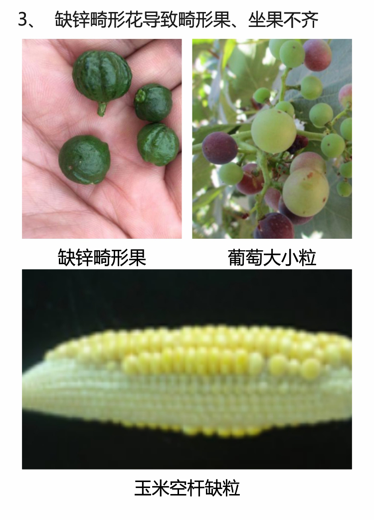 微補螯合鋅750_05.jpg