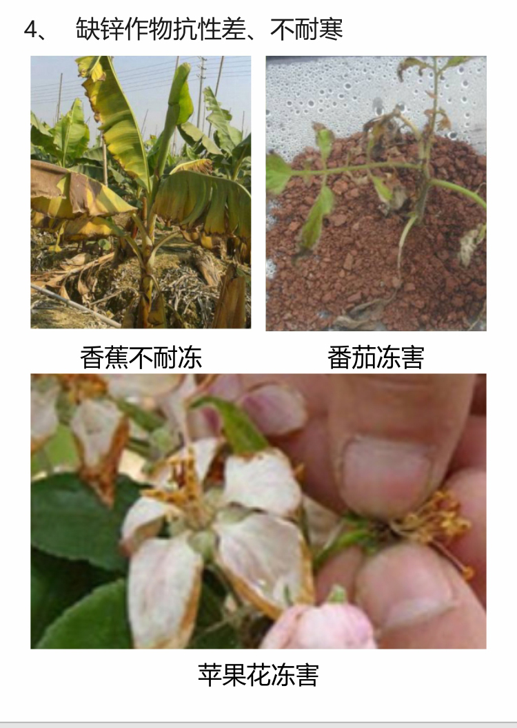 微補螯合鋅750_06.jpg