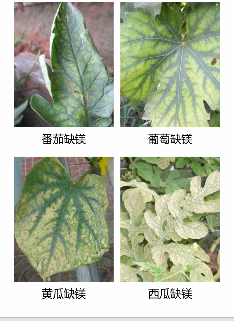 微補沖力鎂750_03.jpg