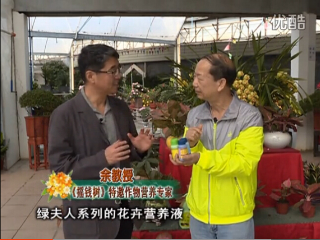 20160111珠江臺搖錢(qián)樹(shù)：家庭盆栽花卉黃葉又難養？用綠夫人，枝繁葉茂、花多花艷
