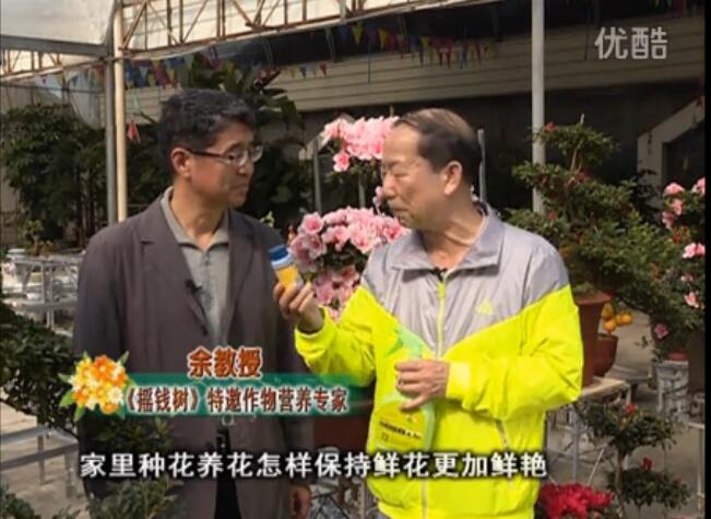 20160118珠江臺搖錢(qián)樹(shù)：家庭花卉用綠夫人600度鮮花營(yíng)養液，花開(kāi)鮮艷、花期長(cháng)