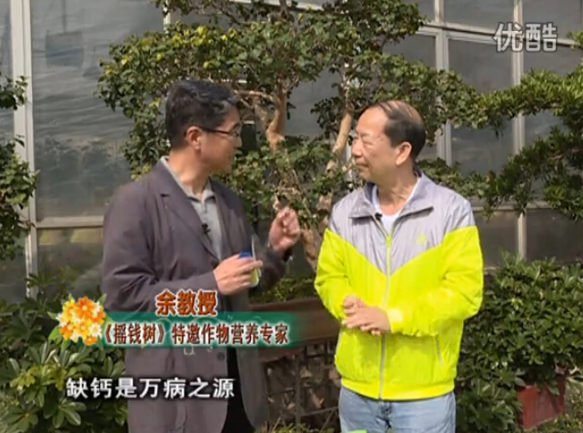 20160125珠江臺搖錢(qián)樹(shù)：家庭盆栽花卉?chē)娋G夫人160度補鈣抗病液，長(cháng)勢精神、抗病好
