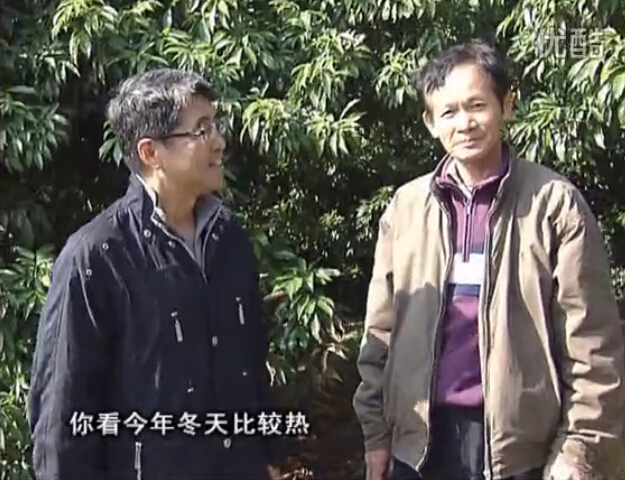 20160201珠江臺搖錢(qián)樹(shù)：暖冬荔枝易沖梢，如何促花壯花好？看微補