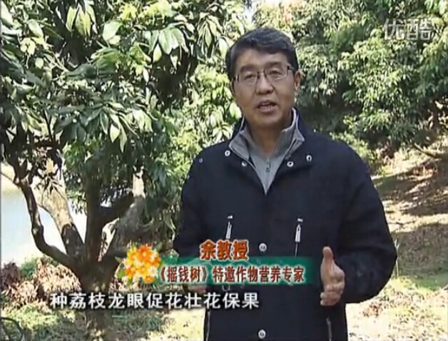 20160215珠江臺搖錢(qián)樹(shù)：龍眼撒微補倍力、噴花力+碧力，補鈣鎂鋅硼保葉壯花