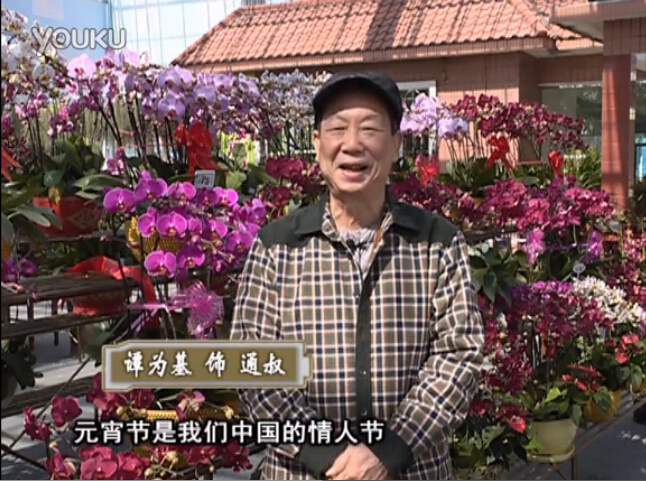 20160222珠江臺搖錢(qián)樹(shù)：用綠夫人營(yíng)養液，簡(jiǎn)單種花都能養得靚