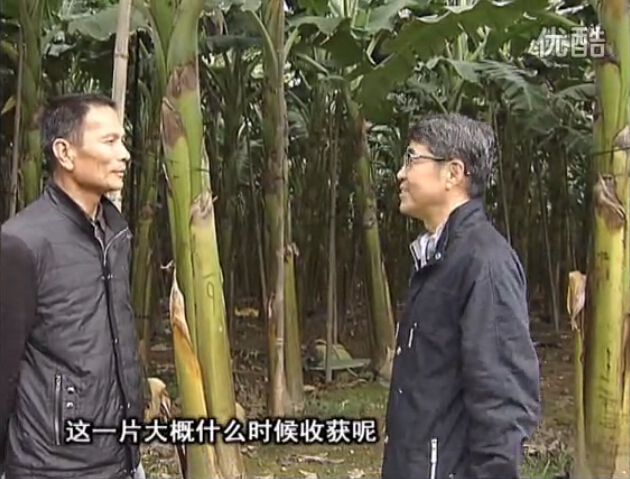 20160222珠江臺搖錢(qián)樹(shù)：粉蕉用微補方案，抽蕉好、葉干邊爛頭少