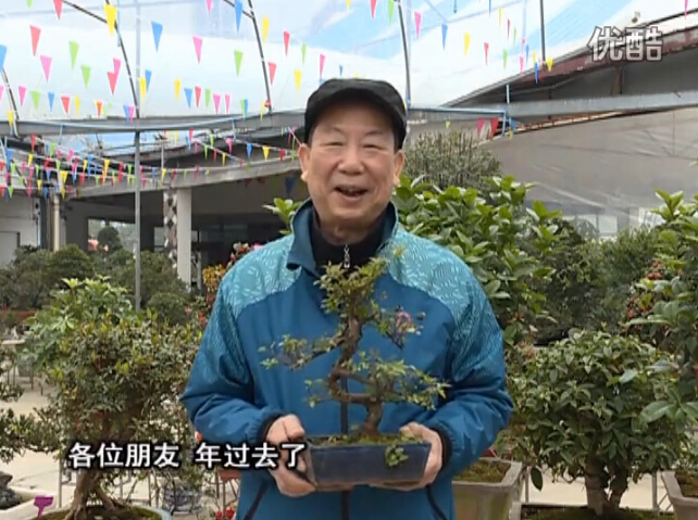 20160229珠江臺搖錢(qián)樹(shù)：盆景換盆養護，用綠夫人營(yíng)養液恢復生機