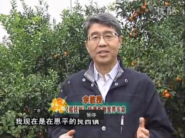 20160229珠江臺搖錢(qián)樹(shù)：柑橘用微補全年方案，黃樹(shù)恢復、果品質(zhì)好賣(mài)價(jià)高
