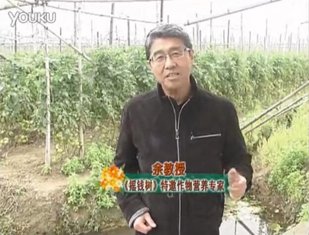 20160307珠江臺搖錢(qián)樹(shù)：天冷蔬菜有價(jià)卻無(wú)產(chǎn)？用微補方案苗壯保葉有產(chǎn)！