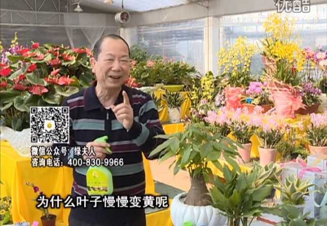 20160307珠江臺搖錢(qián)樹(shù)：陰生植物也不好種，黃葉多長(cháng)勢弱？用綠夫人來(lái)呵護