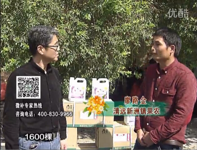 20160314珠江臺搖錢(qián)樹(shù)：柑橘用微補方案，保樹(shù)有收益
