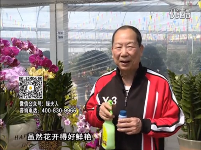 20160314珠江臺搖錢(qián)樹(shù)：家種鮮花、鮮切花，用綠夫人600度鮮花液?；ㄆG、花期長(cháng)
