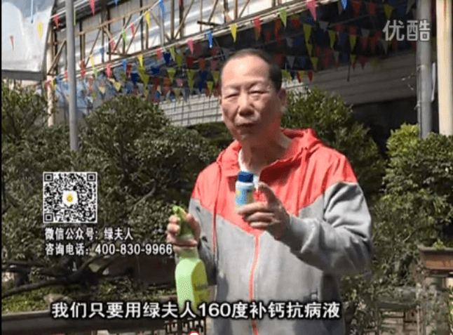 ?20160321珠江臺搖錢(qián)樹(shù)：盆栽花卉用綠夫人160度補鈣抗病液，低溫陰雨天長(cháng)勢壯、抗病好