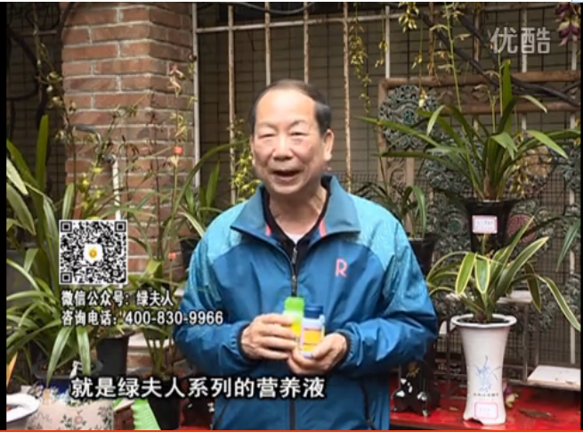 20160328珠江臺搖錢(qián)樹(shù)：蘭花養護用綠夫人補營(yíng)養壯長(cháng)勢