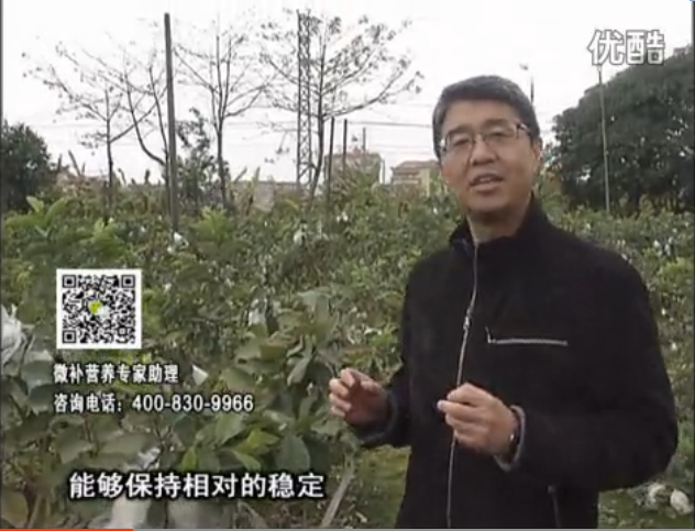 20160328珠江臺搖錢(qián)樹(shù)：番石榴淋沖微補根力鈣+微補精力，凍后恢復長(cháng)勢、促進(jìn)開(kāi)花坐果