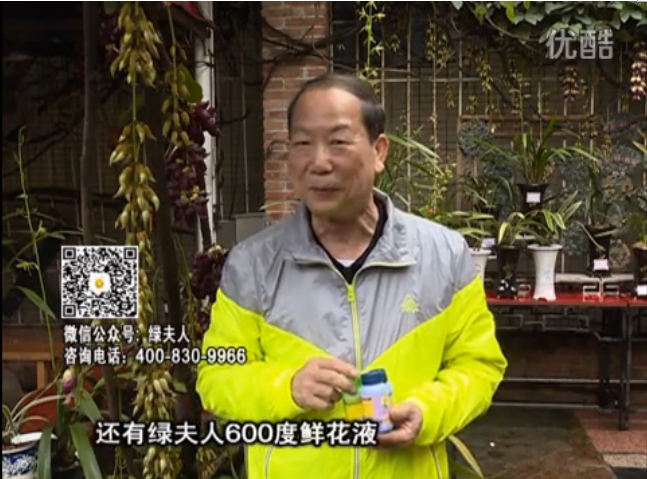 20160404珠江臺搖錢(qián)樹(shù)：養禾雀花等盆栽，用綠夫人營(yíng)養液養得好又增色