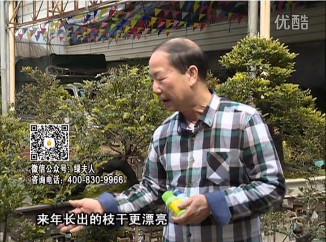 通叔親自體驗，盆景凍后用綠夫人營(yíng)養液抽芽恢復好