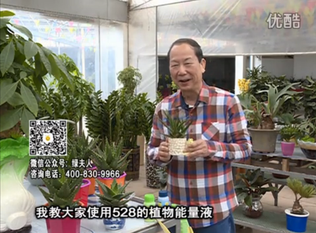 20160425珠江臺搖錢(qián)樹(shù)：室內綠植用綠夫人營(yíng)養液，補充營(yíng)養健康又環(huán)保
