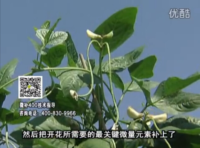 20160502珠江臺搖錢(qián)樹(shù)：雨水天多蔬菜香蕉長(cháng)勢差沒(méi)產(chǎn)量？撒微補倍力促根壯長(cháng)勢