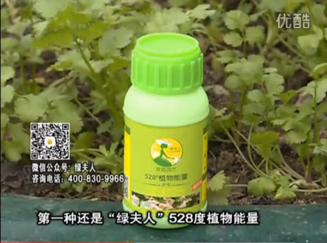 20160502珠江臺搖錢(qián)樹(shù)：家庭小院種蔬菜，用綠夫人營(yíng)養液長(cháng)勢好
