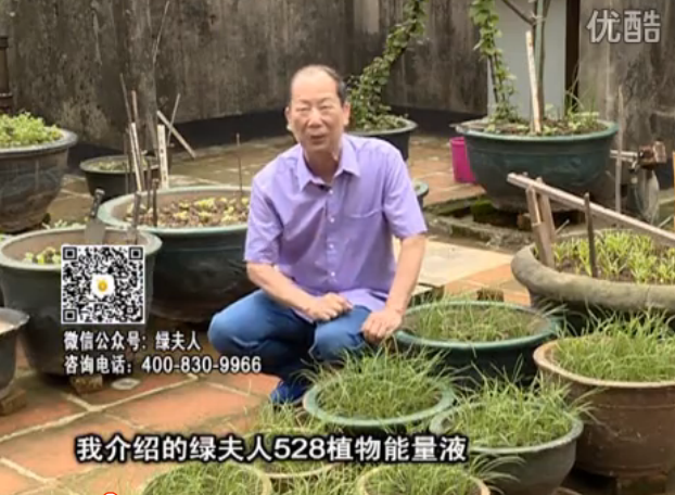 20160509珠江臺搖錢(qián)樹(shù)：天臺種葉菜用綠夫人營(yíng)養液，抗病好、長(cháng)勢綠