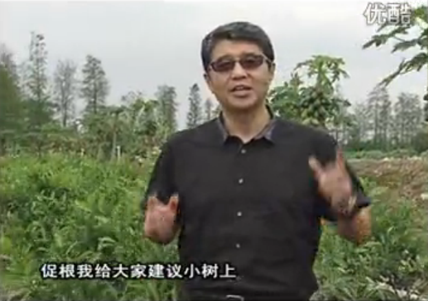 20160509珠江臺搖錢(qián)樹(shù)：柑橘淋微補根力鈣+精力，噴微補葉面肥，保樹(shù)分果好