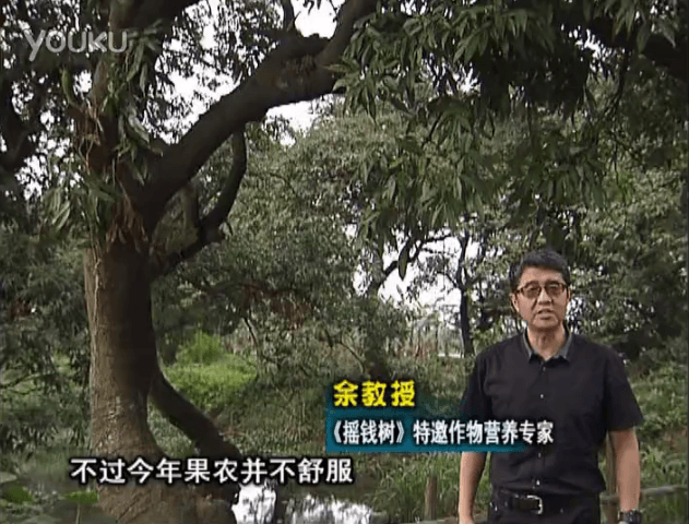 20160523珠江臺搖錢(qián)樹(shù)：荔枝龍眼用微補方案，膨果好、果硬有品質(zhì)，保樹(shù)綠