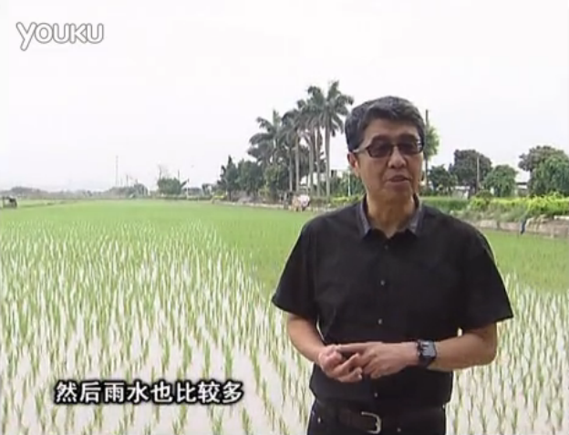 20160530珠江臺搖錢(qián)樹(shù)：水稻、甘蔗用微補方案，促根壯長(cháng)勢，提高收益
