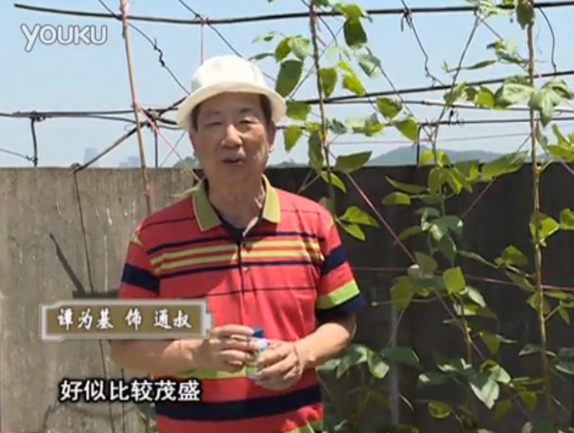 20160530珠江臺搖錢(qián)樹(shù)：天臺種豆角用綠夫人160度補鈣抗病液，長(cháng)勢壯，幫助開(kāi)花坐果