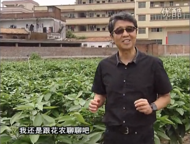20160606珠江臺搖錢(qián)樹(shù)：觀(guān)葉植物用微補方案，壯根提長(cháng)、保葉抗病好！