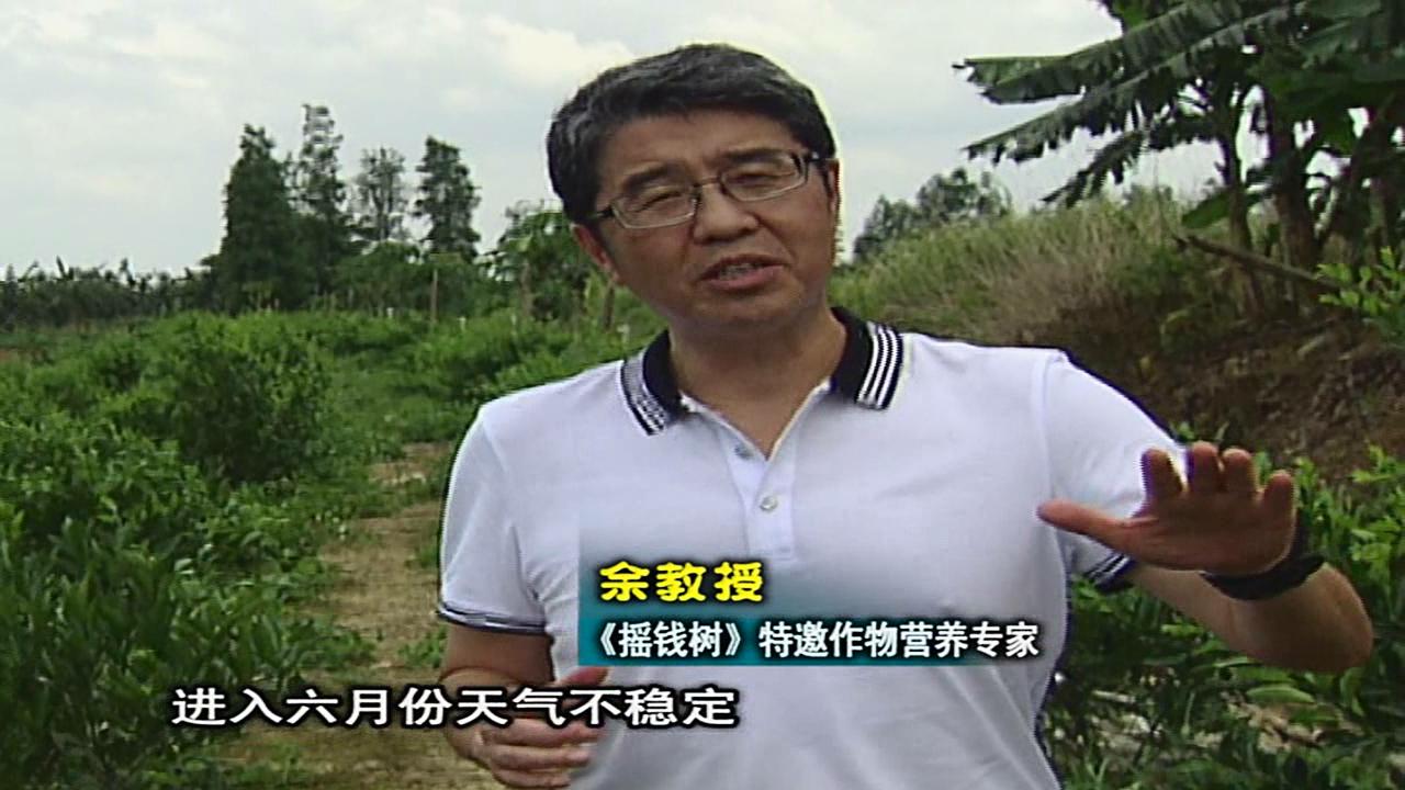 20160613珠江臺搖錢(qián)樹(shù)：柑橘?lài)娢⒀a蓋力、淋根力鈣，補鈣減少裂果、太陽(yáng)果、果更硬