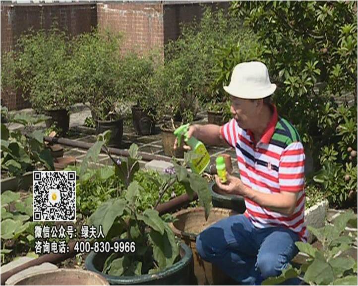 20160613珠江臺搖錢(qián)樹(shù)：天臺種茄瓜用綠夫人，長(cháng)勢靚，開(kāi)花結果好