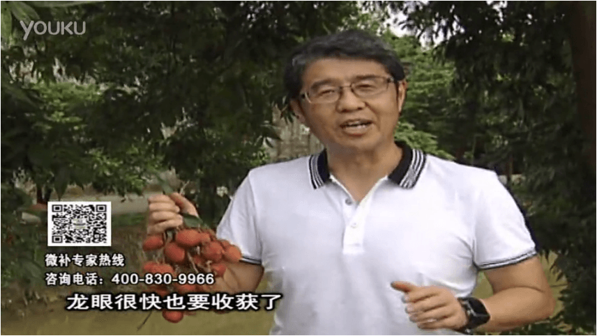 20160627珠江臺搖錢(qián)樹(shù)：荔枝轉色葉噴微補紅果力+蓋力，補充磷鉀鈣，著(zhù)色增甜果硬