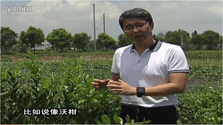 20160627珠江臺搖錢(qián)樹(shù)：柑橘減少黃葉花葉，淋微補根力鈣+沖力鎂、噴微補碧力