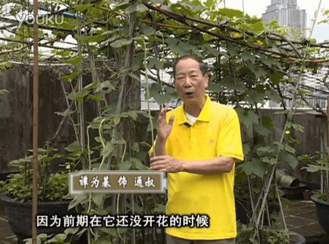 20160627珠江臺搖錢(qián)樹(shù)：天臺豆角用綠夫人528營(yíng)養液，開(kāi)花好結豆期長(cháng)