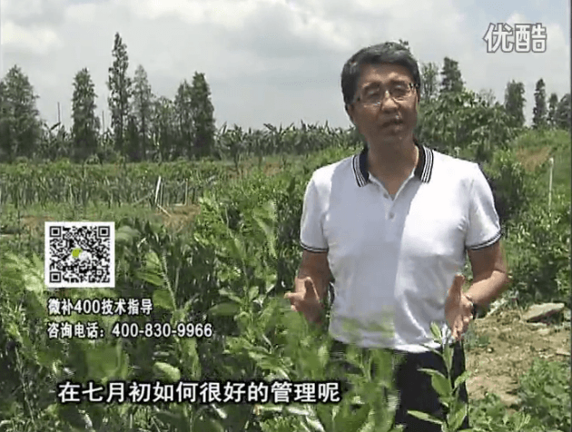 20160704珠江臺搖錢(qián)樹(shù)：柑橘淋微補根力鈣+沖力鎂+全力，秋梢整齊健壯、梢果同長(cháng)