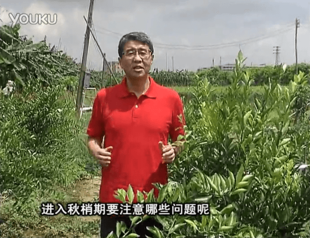 20160711珠江臺搖錢(qián)樹(shù)：預防柑橘秋梢發(fā)黃、不轉綠，用微補秋梢肥方案