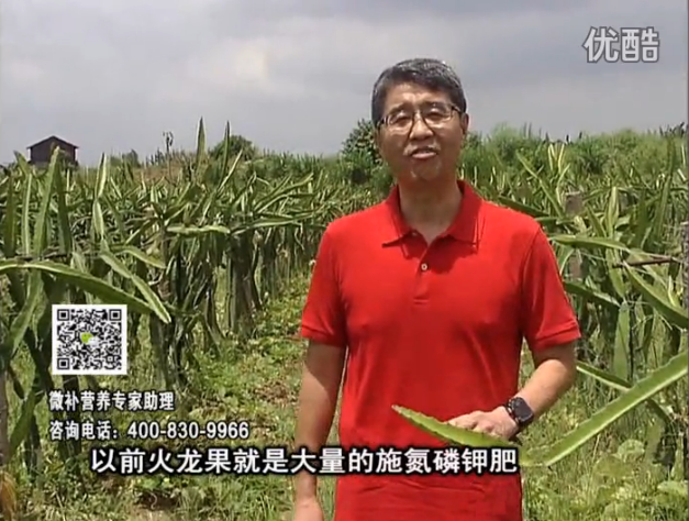 20160711珠江臺搖錢(qián)樹(shù)：火龍果用微補方案，開(kāi)花坐果好，果實(shí)膨大品質(zhì)高