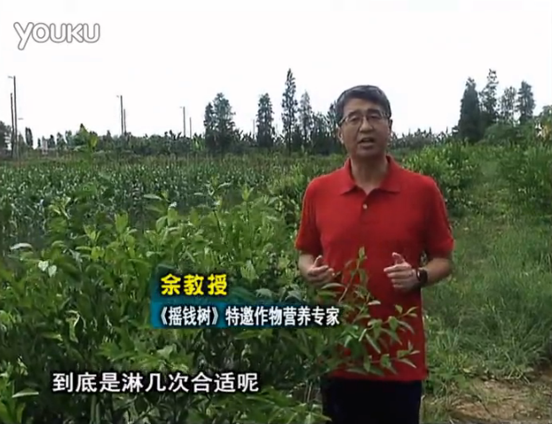 20160718珠江臺搖錢(qián)樹(shù)：柑橘放新梢怎么淋水肥好？2次微補秋梢整齊健壯