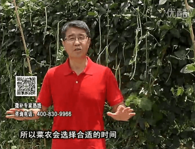 20160718珠江臺搖錢(qián)樹(shù)：瓜果蔬菜用微補水肥方案，結果多、有產(chǎn)量