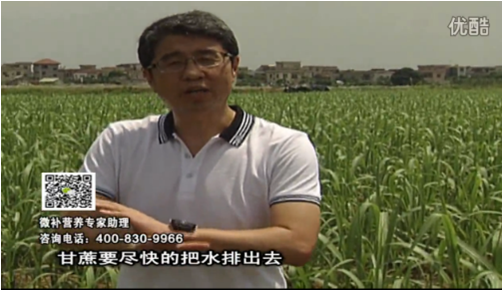 20160620珠江臺搖錢(qián)樹(shù)：甘蔗雨多漚根？淋微補根力鈣+精力、噴果力+壯力，促根壯長(cháng)、甘蔗起灰好