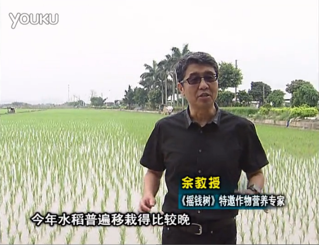 20160530珠江臺搖錢(qián)樹(shù)：水稻撒微補倍力、噴苗力，返青分蘗好，產(chǎn)量高