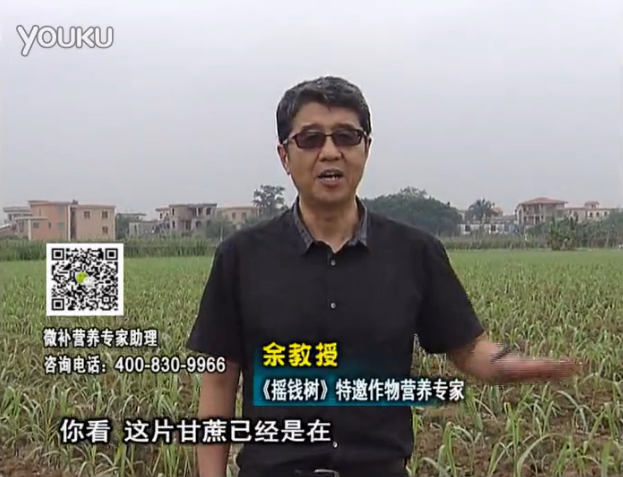 20160530珠江臺搖錢(qián)樹(shù)：甘蔗促根壯苗長(cháng)勢好，淋沖微補根力鈣+精力、撒倍力