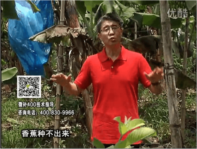 20160725珠江臺搖錢(qián)樹(shù)：香蕉用微補方案，調酸防黃化、膨果壯蕉好