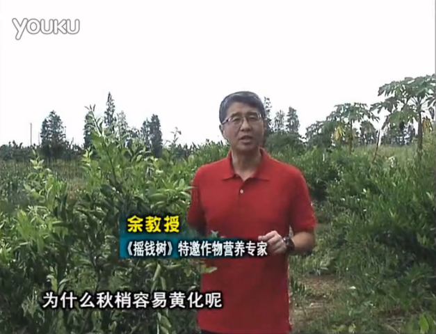20160725珠江臺搖錢(qián)樹(shù)：柑橘淋微補調力，調酸預防秋梢黃化、促進(jìn)果實(shí)膨大