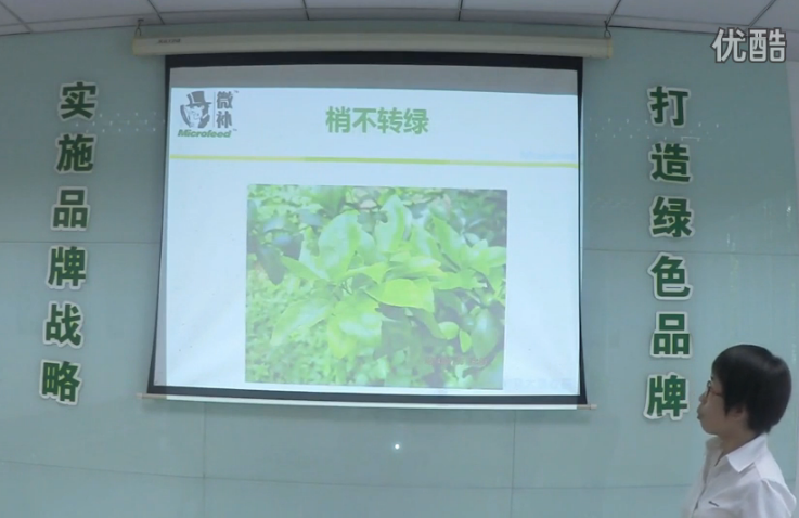 柑橘-預防秋梢黃、梢不出，如何放梢保樹(shù)好？微補講座