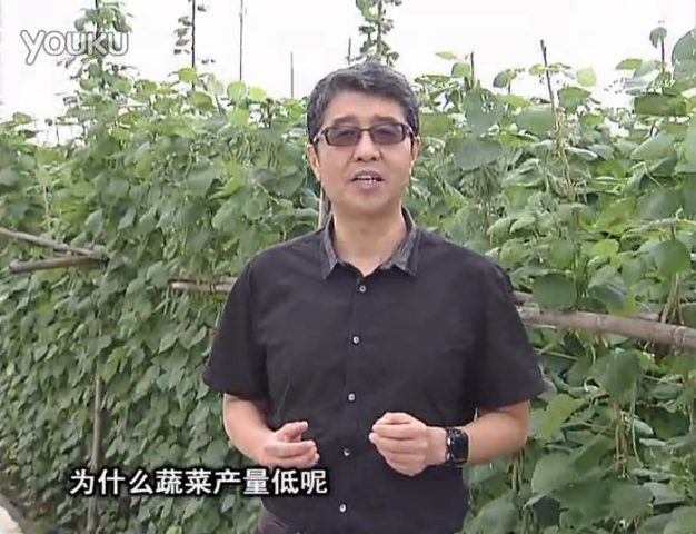 20160502珠江臺搖錢(qián)樹(shù)：雨水天多蔬菜漚根沒(méi)產(chǎn)怎么辦？撒微補倍力，噴花力+果力，提高坐果產(chǎn)量