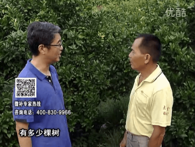 20160801珠江臺搖錢(qián)樹(shù)：柑橘連續7年用微補方案，保樹(shù)青綠每年增產(chǎn)30%