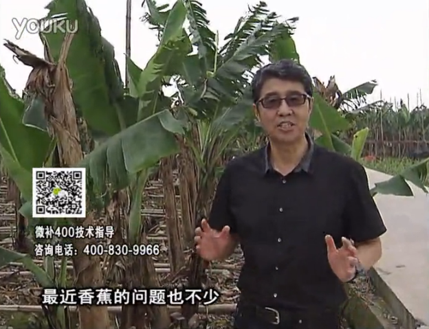 20160502珠江臺搖錢(qián)樹(shù)：香蕉撒微補倍力、噴果力+碧力，促根保葉、長(cháng)勢快