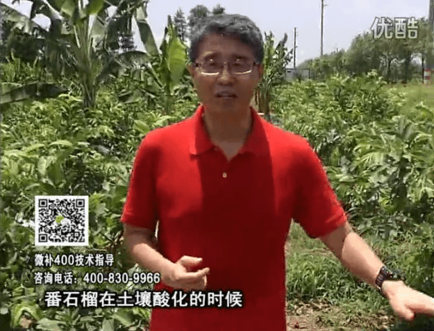 20160808珠江臺搖錢(qián)樹(shù)：番石榴用微補方案，保葉膨果、增產(chǎn)品質(zhì)高